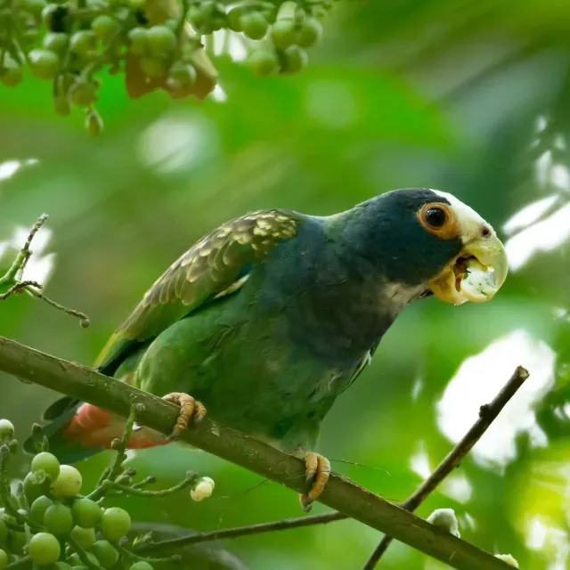 thumbnail for publication: Popular Parrots and Parakeets of Belize
